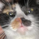 (Category: ) located in . Submitted by jelaidjc (Listing ID 1443777494, Image 1). Description: .