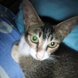 (Category: ) located in . Submitted by dikbaguk (Listing ID 1445340412, Image 1). Description: .