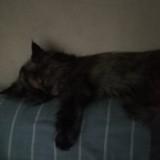 (Category: ) located in . Submitted by andre3925 (Listing ID 1442232926, Image 1). Description: .
