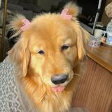 (Category: ) located in . Submitted by itssslyne (Listing ID 1445249287, Image 1). Description: .