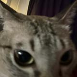 (Category: ) located in . Submitted by catgoesmeowoof (Listing ID 1445302281, Image 1). Description: .