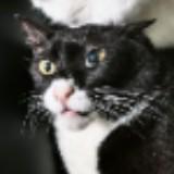 (Category: ) located in . Submitted by phoebusmeow (Listing ID 1447531804, Image 1). Description: .