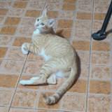 (Category: ) located in . Submitted by annavelz (Listing ID 1445511471, Image 1). Description: .