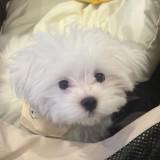 (Category: ) located in . Submitted by TTbean (Listing ID 1435317584, Image 1). Description: .