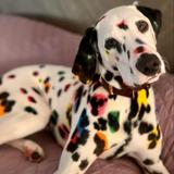 (Category: ) located in . Submitted by dotty.dalmatian (Listing ID 1447554432, Image 1). Description: .