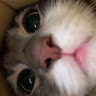 (分類:)位於 。 由 imskits_ 提交(商品編號 1445682183,圖片 1)。簡介: 。