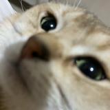 (分類:)位於 。 由 rurururui 提交(商品編號 1445766091,圖片 1)。簡介: 。