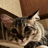 (Category: ) located in . Submitted by aiesyahsya05635 (Listing ID 1428688946, Image 1). Description: .