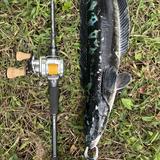 (Category: ) located in . Submitted by currybatman (Listing ID 1446493605, Image 1). Description: .