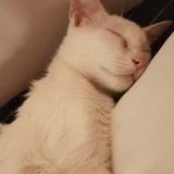 (Category: ) located in . Submitted by kyte_ (Listing ID 1450512557, Image 1). Description: .