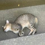 (Category: ) located in . Submitted by tresharin (Listing ID 1447605700, Image 1). Description: .