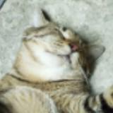 (Category: ) located in . Submitted by taeyang97.t9 (Listing ID 1447581461, Image 1). Description: .