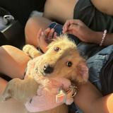 (Category: ) located in . Submitted by fiercedog-92315c (Listing ID 1454934417, Image 1). Description: .