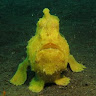 (分類:)位於 。 由 hklovediving 提交(商品編號 1446950924,圖片 1)。簡介: 。