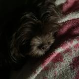 (Category: ) located in . Submitted by sacha4ever (Listing ID 1462813641, Image 1). Description: .