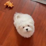 (Category: ) located in . Submitted by TTbean (Listing ID 1446436240, Image 1). Description: .