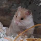 (分類:)位於 。 由 kennycheun33301 提交(商品編號 1456177986,圖片 1)。簡介: 。
