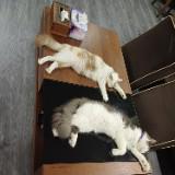 (Category: ) located in . Submitted by angelmax (Listing ID 1447762219, Image 1). Description: .