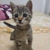 (Category: ) located in . Submitted by cat.16 (Listing ID 1449253376, Image 1). Description: .