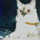 (Category: ) located in . Submitted by cr0issantz (Listing ID 1444470239, Image 1). Description: .