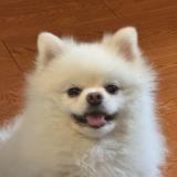 (Category: ) located in . Submitted by rrrrrro88 (Listing ID 1447852382, Image 1). Description: .