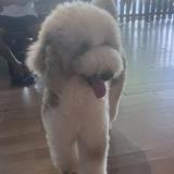 (Category: ) located in . Submitted by matchalover676 (Listing ID 1446789050, Image 1). Description: .