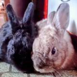 (Category: ) located in . Submitted by gentle_paws (Listing ID 1413712568, Image 1). Description: .