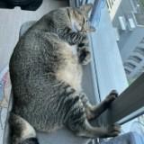 (Category: ) located in . Submitted by wild.miyama (Listing ID 1448492069, Image 1). Description: .