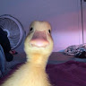 (Category: ) located in . Submitted by lukenavarro (Listing ID 1448199566, Image 1). Description: .