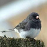 (Category: ) located in . Submitted by humblebirb (Listing ID 1446578800, Image 1). Description: .