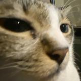 (Category: ) located in . Submitted by aiharasuzumi (Listing ID 1446244847, Image 1). Description: .