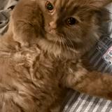 (Category: ) located in . Submitted by airenelim (Listing ID 1448606294, Image 1). Description: .