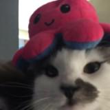(Category: ) located in . Submitted by jsscx (Listing ID 1449098646, Image 1). Description: .