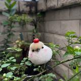 (Category: ) located in . Submitted by tanshi-77786 (Listing ID 1449419172, Image 1). Description: .