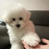 (分類:)位於 。 由 onlytradegoodconditionnnn 提交(商品編號 1450412883,圖片 1)。簡介: 。