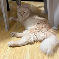 (Category: ) located in . Submitted by wildtree_7d6348 (Listing ID 1453679085, Image 1). Description: .