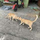 (Category: ) located in . Submitted by leidanrich68793 (Listing ID 1449261213, Image 1). Description: .
