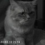 (Category: ) located in . Submitted by lyttmats (Listing ID 1449241960, Image 1). Description: .