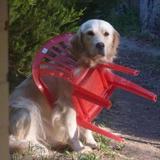(分類:)位於 。 由 sillydoggie 提交(商品編號 1453045616,圖片 1)。簡介: 。