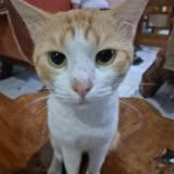 (Category: ) located in . Submitted by idrusnafil47141 (Listing ID 1449406903, Image 1). Description: .