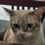 (Category: ) located in . Submitted by jakobastation (Listing ID 1447079693, Image 1). Description: .