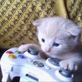 (Category: ) located in . Submitted by fafafatsheep (Listing ID 1449587246, Image 1). Description: .