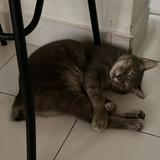 (Category: ) located in . Submitted by izzadfarhan7 (Listing ID 1463693718, Image 1). Description: .