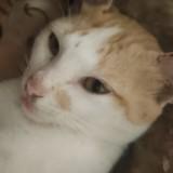 (Category: ) located in . Submitted by thriftzer_river (Listing ID 1450842335, Image 1). Description: .