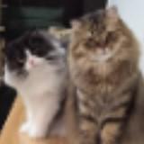 (Category: ) located in . Submitted by jaymeecc (Listing ID 1445192407, Image 1). Description: .