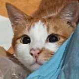 (Category: ) located in . Submitted by baileybails (Listing ID 1446771425, Image 1). Description: .