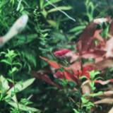 (Category: ) located in . Submitted by aquazora (Listing ID 1469851216, Image 1). Description: .