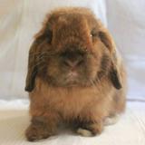 (Category: ) located in . Submitted by bunnygroomersg (Listing ID 1449974694, Image 1). Description: .