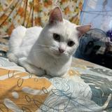(Category: ) located in . Submitted by zakumeow (Listing ID 1453208017, Image 1). Description: .