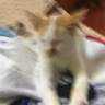 (Category: ) located in . Submitted by cosmicfire.40794b (Listing ID 1462140371, Image 1). Description: .